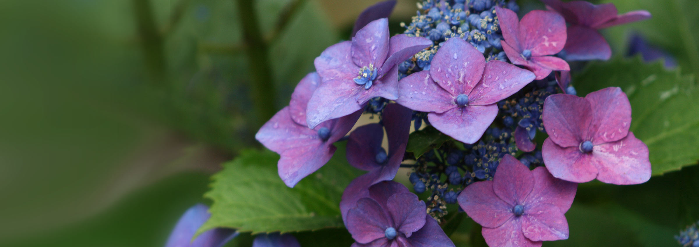 Hortensie