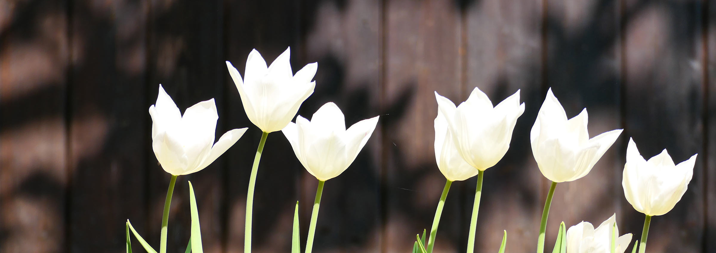 weiße Tulpen