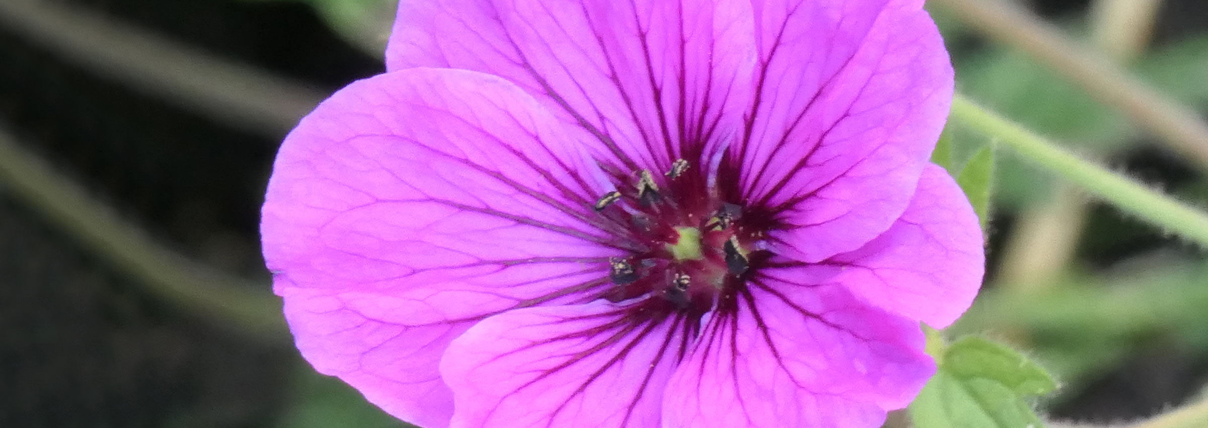 Pink Blüte